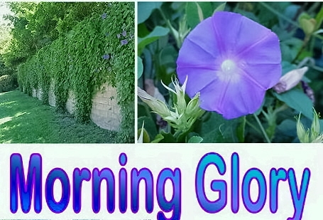 Morning Glory Bed and Breakfast